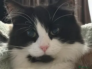 Mixed Breed cats Luna 3yr old cat in Bolton - Advert 16