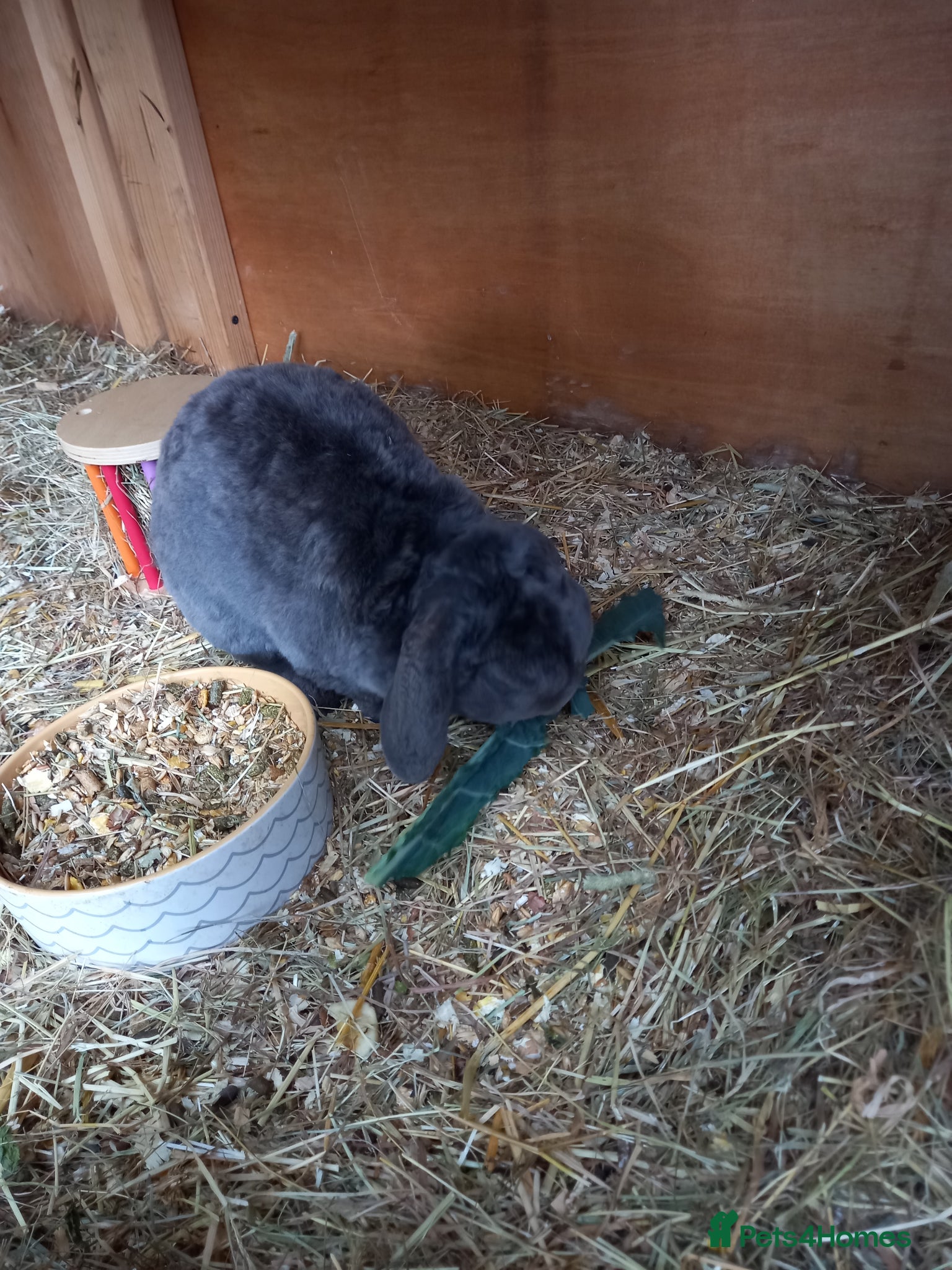 Mini Lop rabbits for sale: Mini plush lops - Advert 9