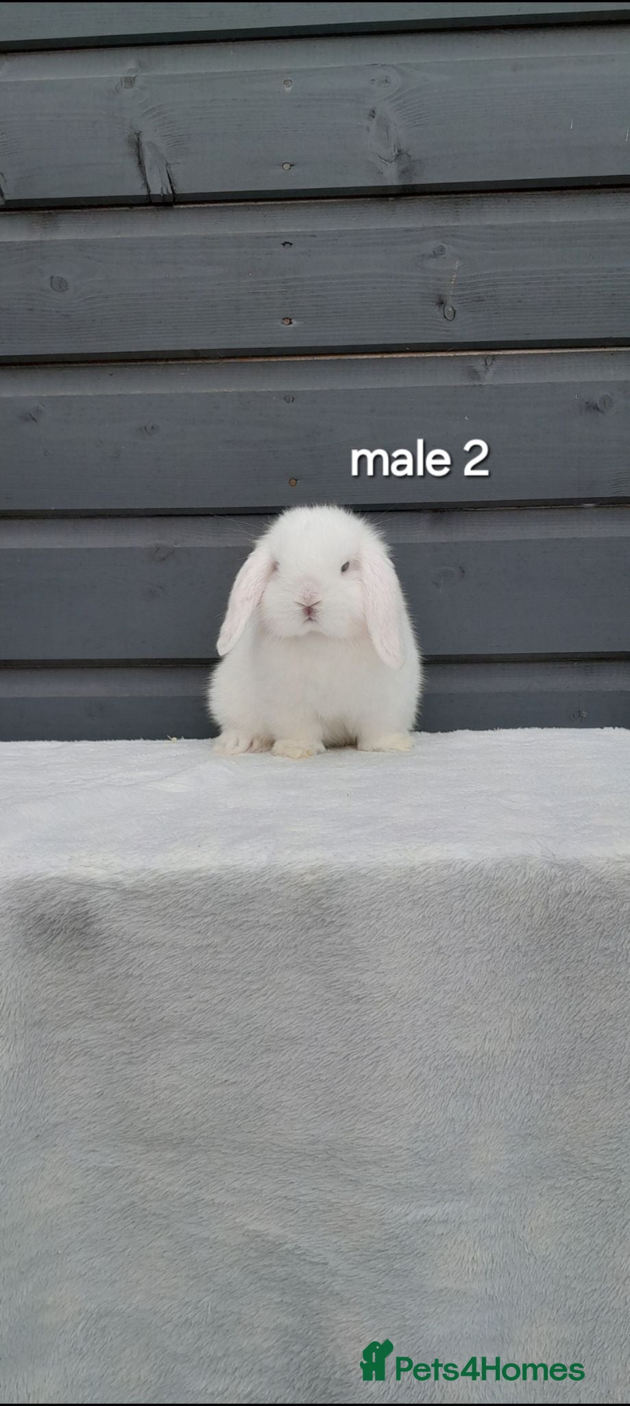 Mini Lop rabbits Purebred mini lop rabbits  - Advert 1