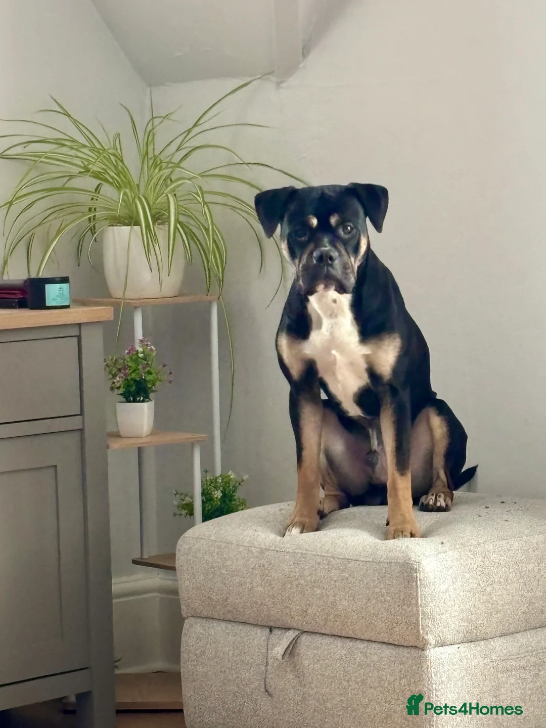 Mixed Breed dogs for sale: Rehome 8 month old Staffy/Old Tyme Bulldog cross - Advert 3