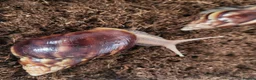 Snails invertebrates for sale: 🐌 10 Beautiful Giant African Land Snails 🐌 in Plymouth - Advert 6