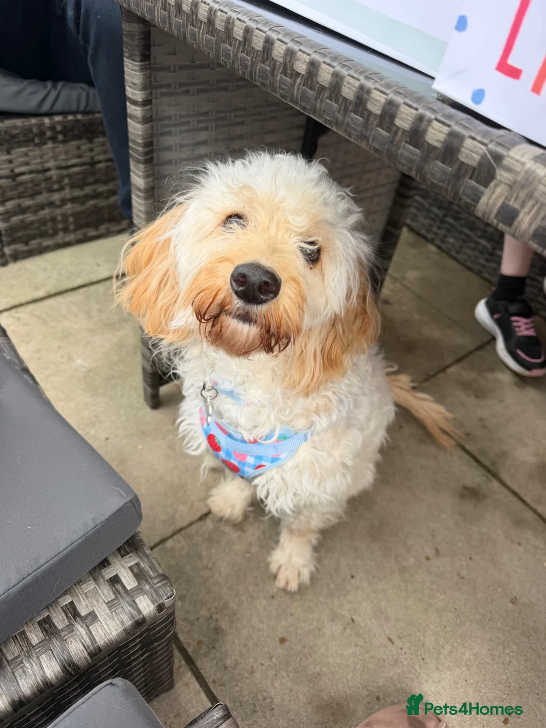 Cockapoo dogs for sale: Female cockapoo looking for a new home in Bodmin - Advert 1