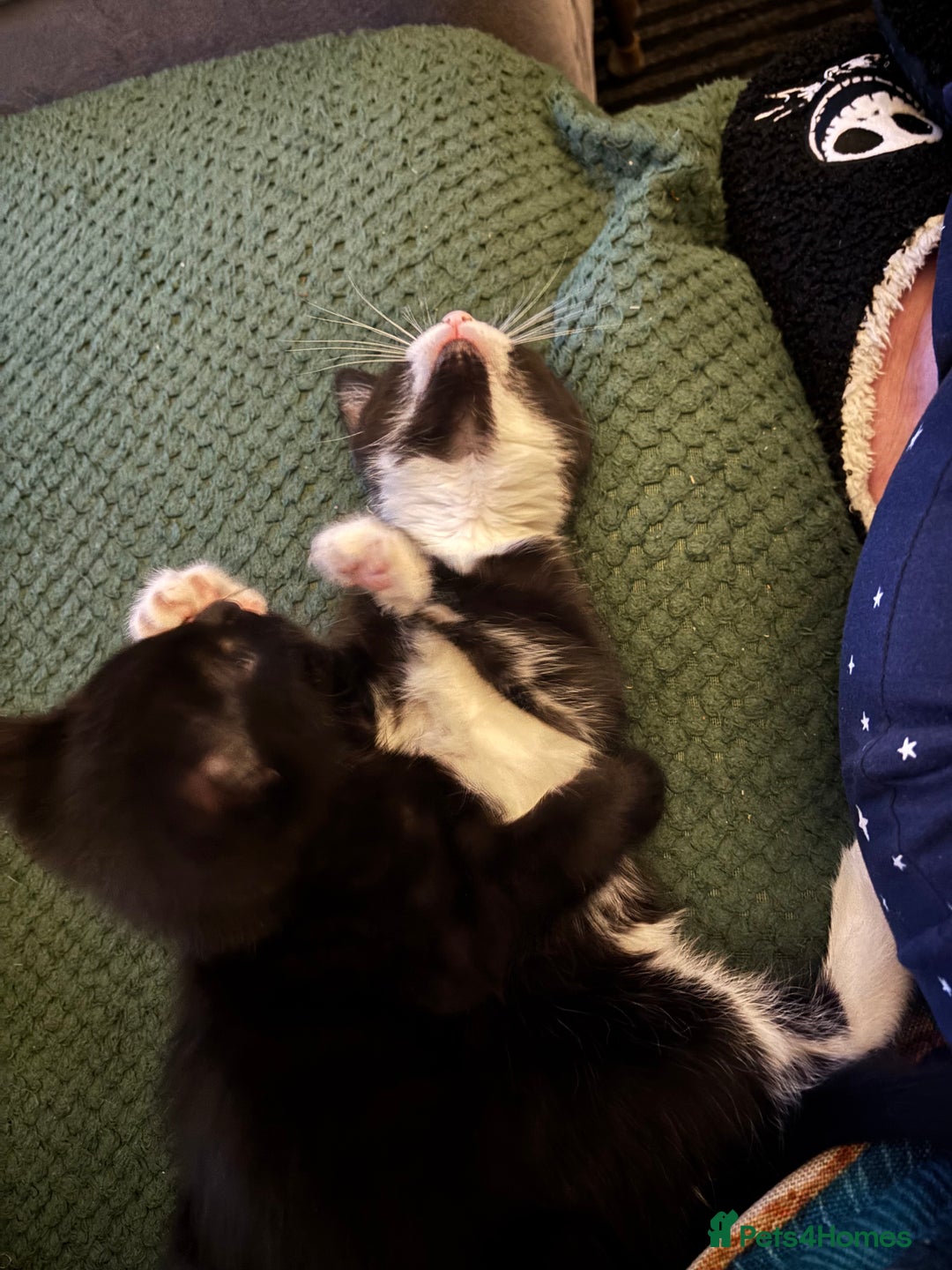 Mixed Breed cats for sale: One male one female kittens - Advert 2