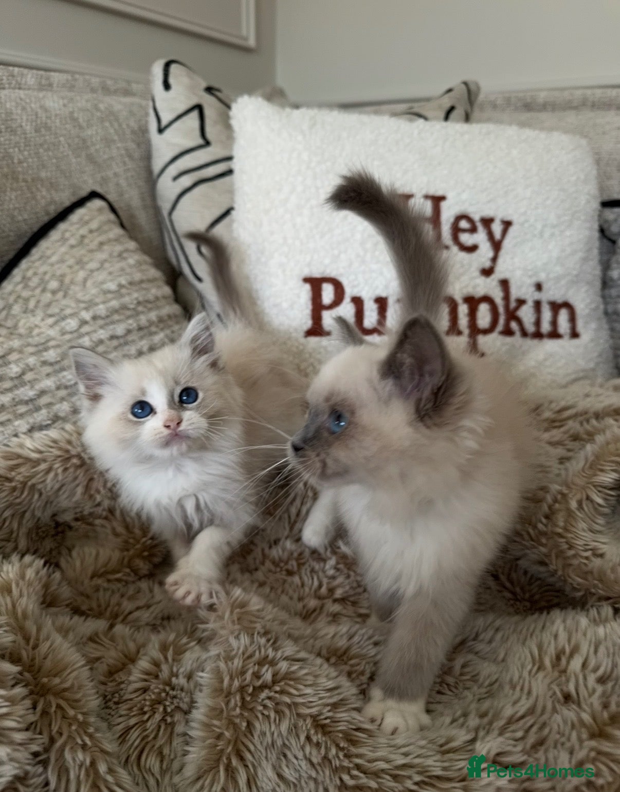 Ragdoll cats GCCF Ragdolls (girl & boy) available in ONE WEEK! - Advert 2