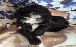 Cavapoo dogs for sale: Beautiful Cavapoo Puppies  - Image 5