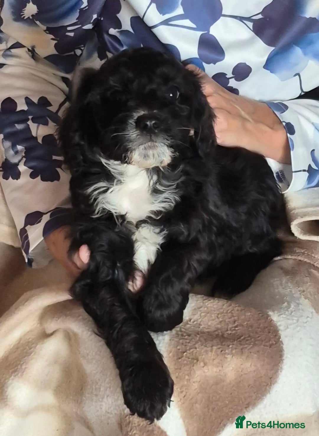Cavapoo dogs for sale: Beautiful Cavapoo Puppies  - Image 5