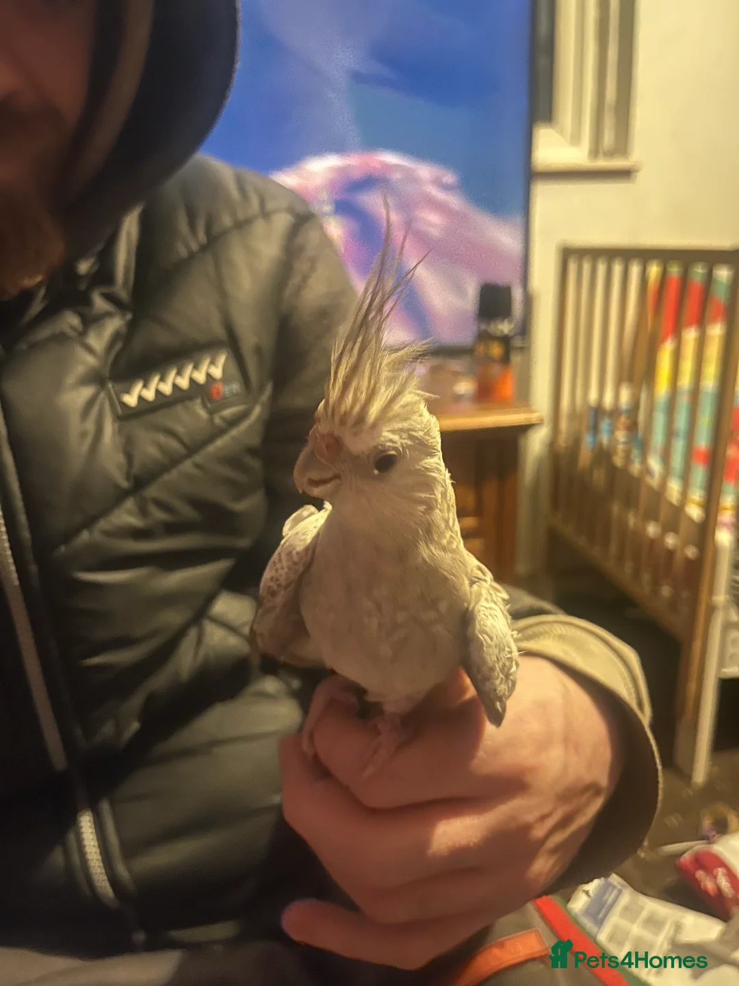 Cockatiels birds for sale: Hand tame cockatiels  - Advert 18