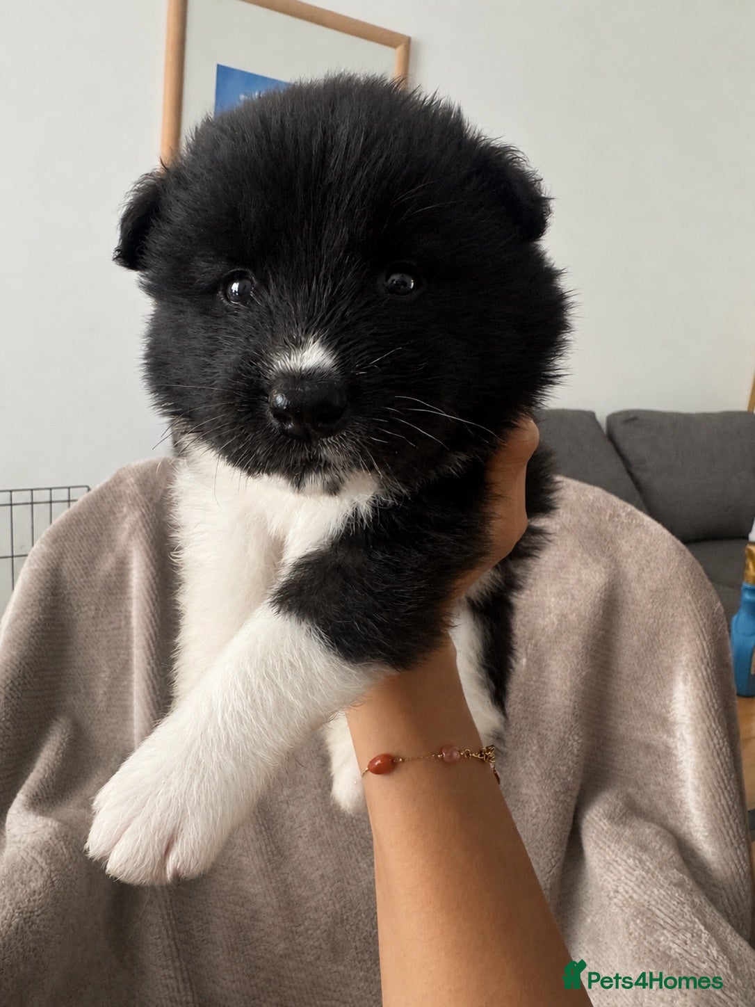 Akita dogs Beautiful Chunky American Akita Puppies - Advert 8