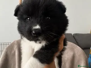 Akita dogs Beautiful Chunky American Akita Puppies - Advert 1