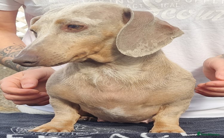 Dachshund dogs - Advert 2