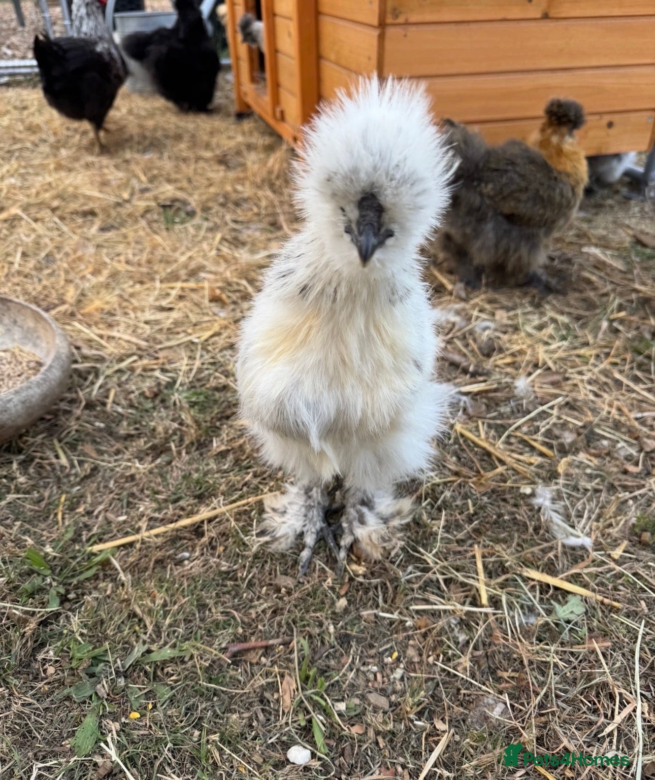 Chickens poultry Silkie roosters  - Advert 2