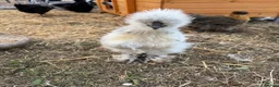 Chickens poultry for sale: Silkie roosters  - Advert 2