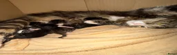 Siberian cats for sale: Gorgeous Siberian mixed kittens female male tabby - Advert 6