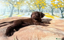 Cocker Spaniel dogs for sale: Kc Cocker spaniel puppys - Image 5