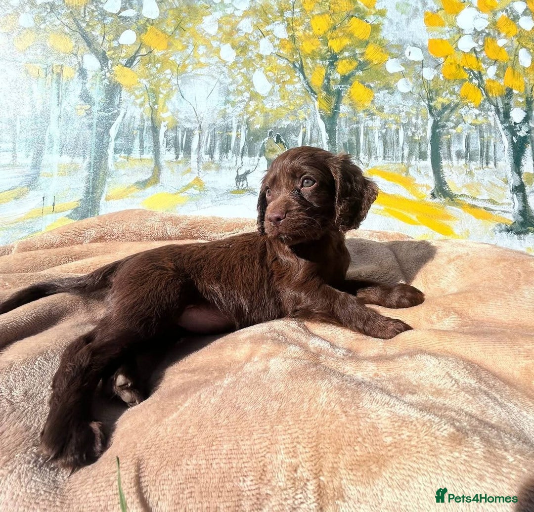 Cocker Spaniel dogs for sale: Kc Cocker spaniel puppys - Image 5
