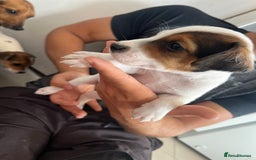 Jack Russell dogs for sale: 4 beautiful healthy jack Russel puppies  - Image 5