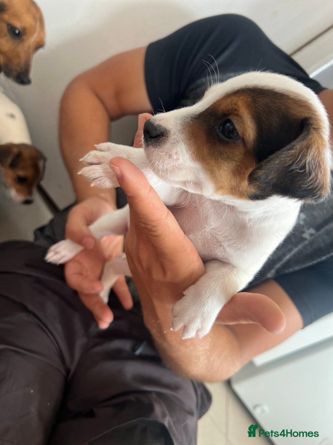 Jack Russell dogs for sale: 4 beautiful healthy jack Russel puppies  - Image 5