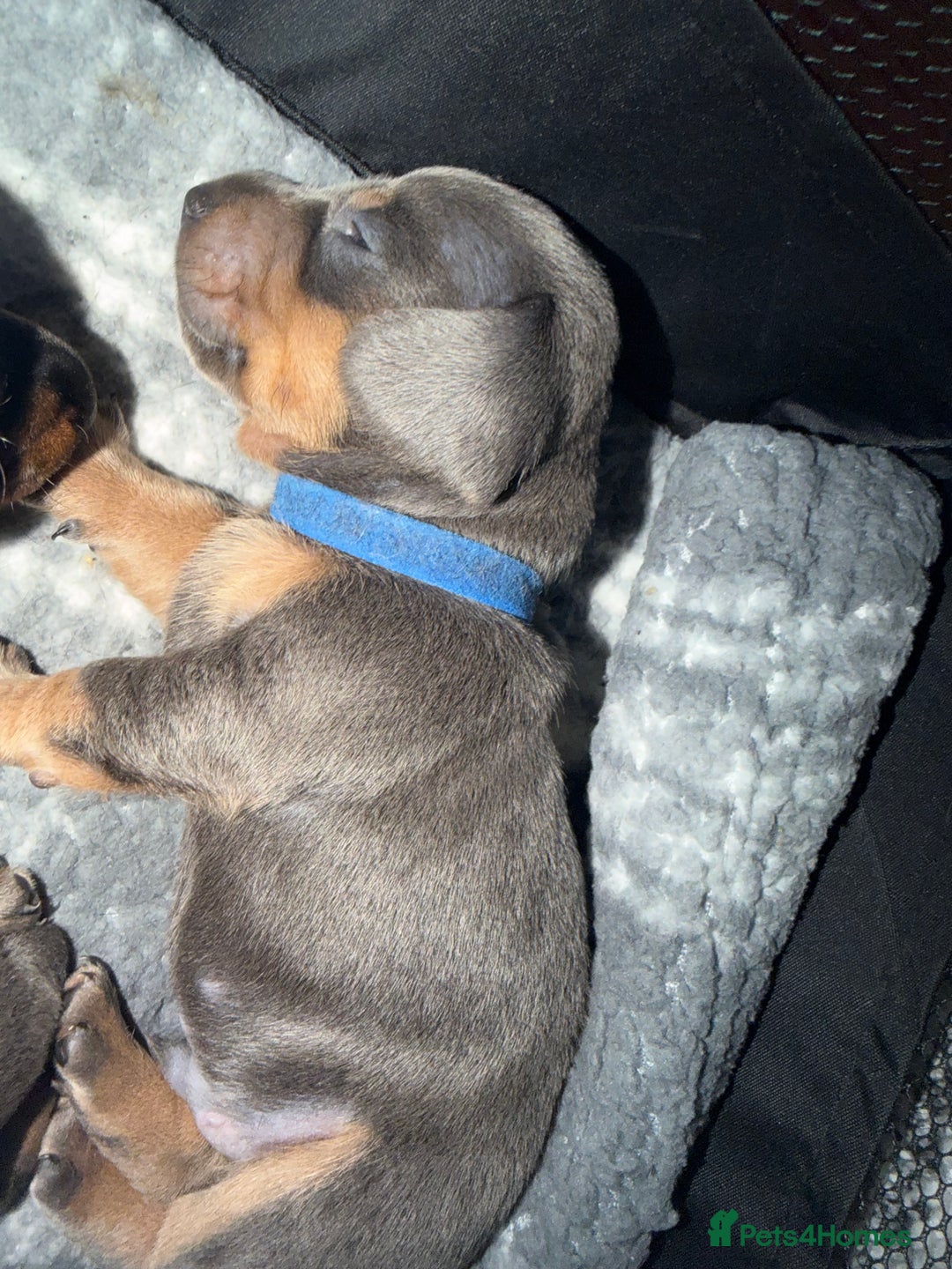 Dachshund dogs for sale: 6 Absolutely stunning dachshund  puppies for sale - Advert 40