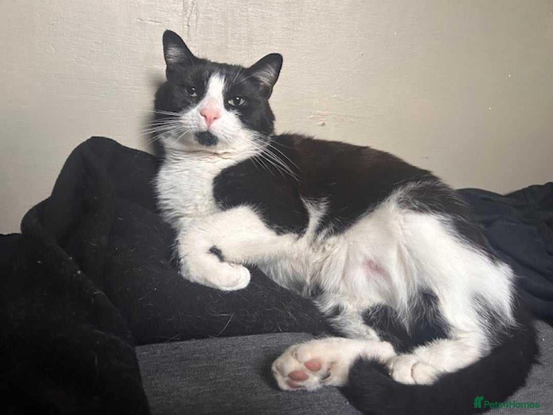 British Shorthair cats for sale: URGENT free - rehoming my beautiful cat <3 - Image 11