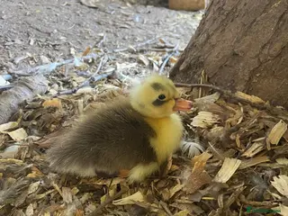 Ducks poultry Pairs of Indian runner ducks chicks lincolnshire - Advert 6