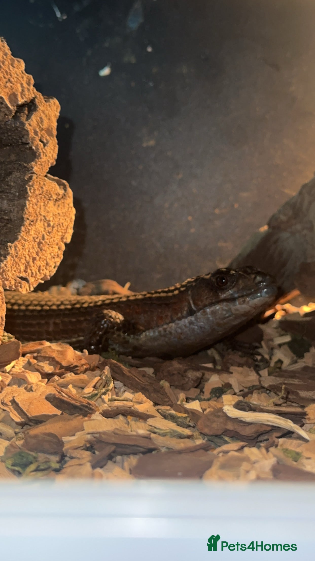 Lizard reptiles Sudan played lizard - Advert 1