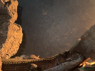 Lizard reptiles Sudan played lizard - Advert 1