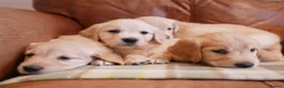 Golden Retriever dogs for sale: Quality KC Health Tested Golden Retriever Puppies - Advert 4