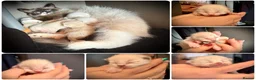 Ragdoll cats for sale: VIEWING WELCOME 5 Ragdoll kittens 2 RESERVED - Advert 1