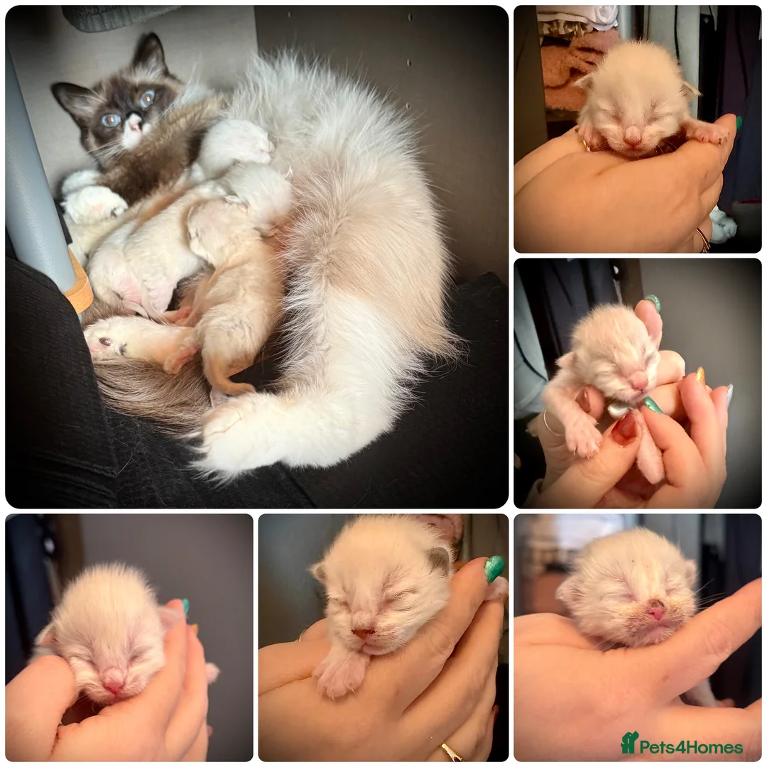 Ragdoll cats for sale: VIEWING WELCOME 5 Ragdoll kittens 2 RESERVED - Advert 1