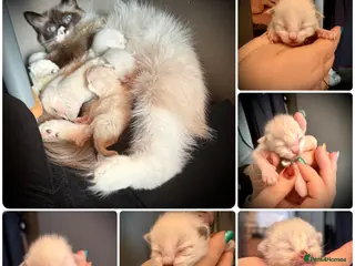 Ragdoll cats 5 Ragdoll kittens - Advert 7