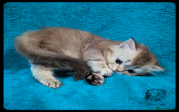 Scottish Fold cats for sale: TICA Registered Scottish kittens - Image 12