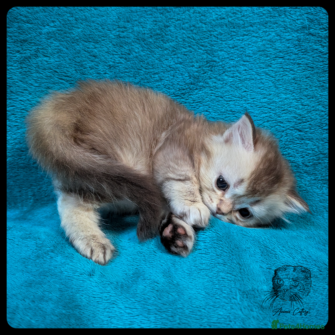 Scottish Fold cats for sale: TICA Registered Scottish kittens - Image 12