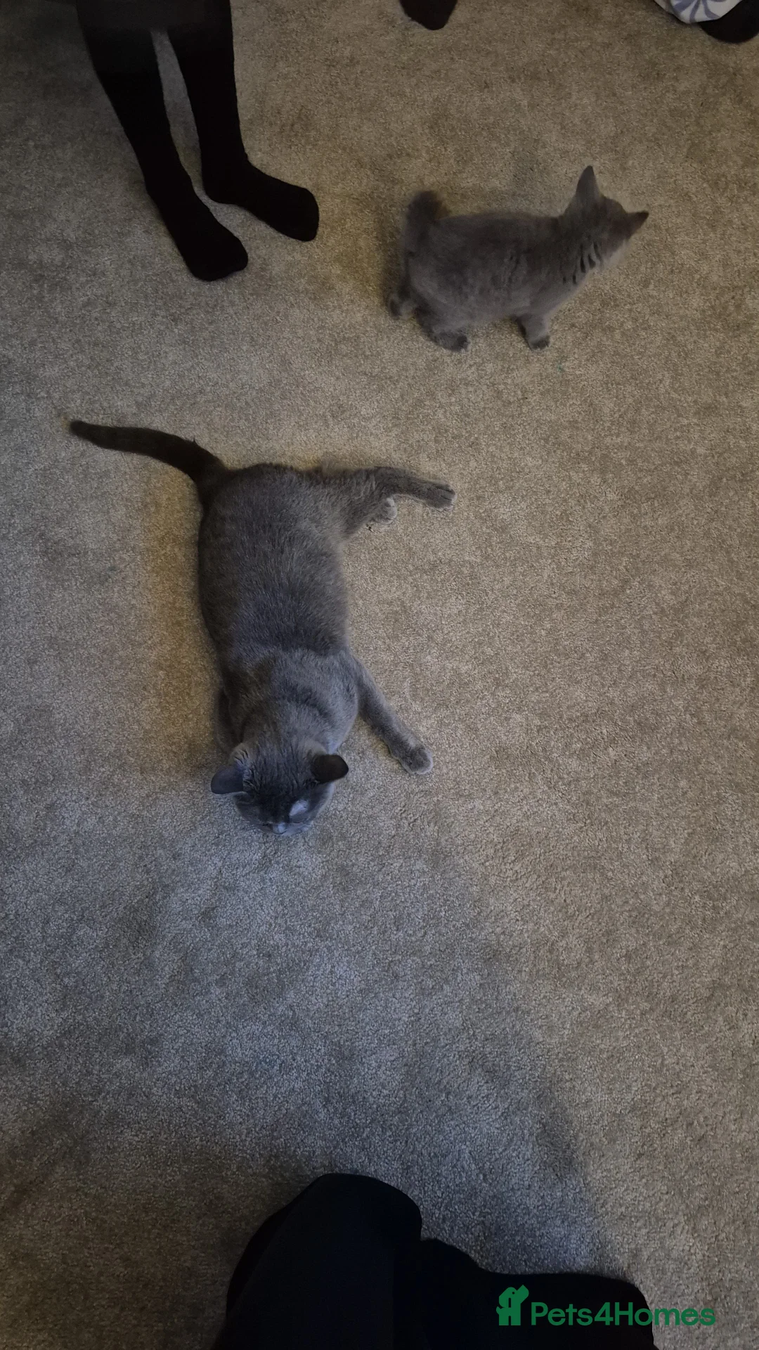 British Shorthair cats for sale: Kobie - Kitten British Shorthair in Blackburn - Advert 1