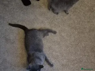 British Shorthair cats Kobie - Kitten British Shorthair in Blackburn - Advert 1