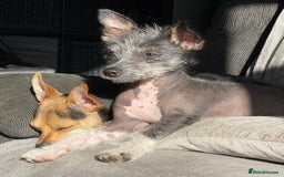 Mixed Breed dogs for sale: 2 Chinese crested chihuahua sisters  - Image 6