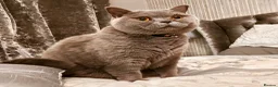 British Shorthair cats for sale: [House Cat] Quiet loving family home for Poppy  - Advert 8