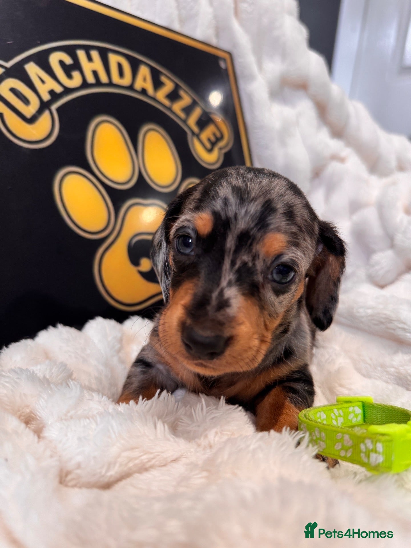 Dachshund dogs Stuning Kc registered dachshund puppies - Advert 1