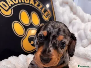 Dachshund dogs Stuning Kc registered dachshund puppies - Advert 1