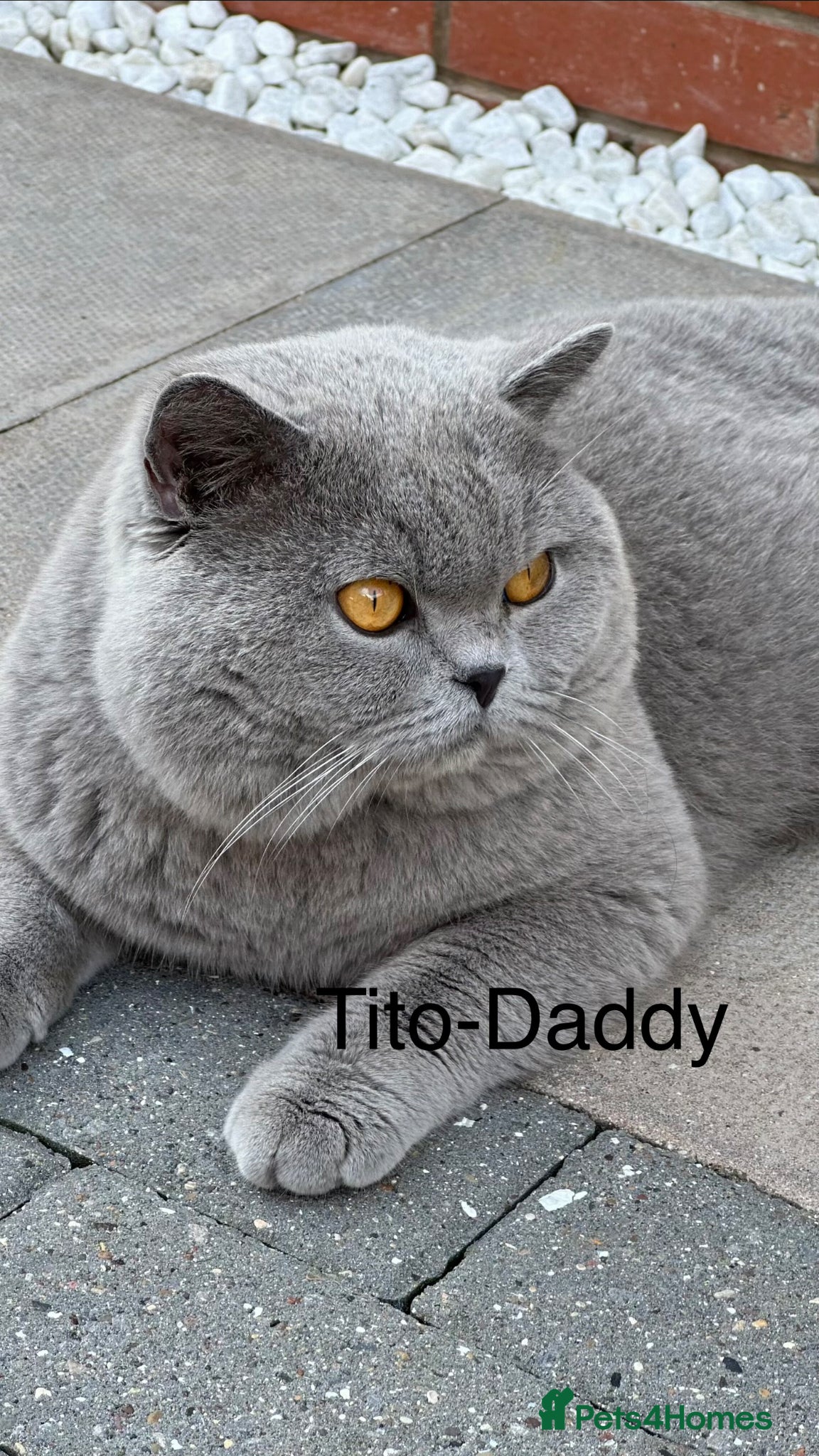 British Shorthair cats for sale: Blue BSH kittens excellent quality Tica reg - Advert 9