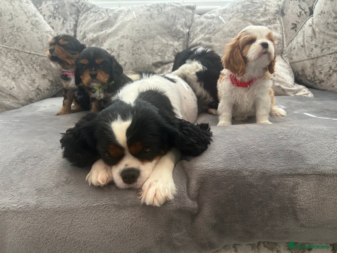Cavalier King Charles Spaniel dogs for sale: K.C and fully health and heart tested parents  - Image 10
