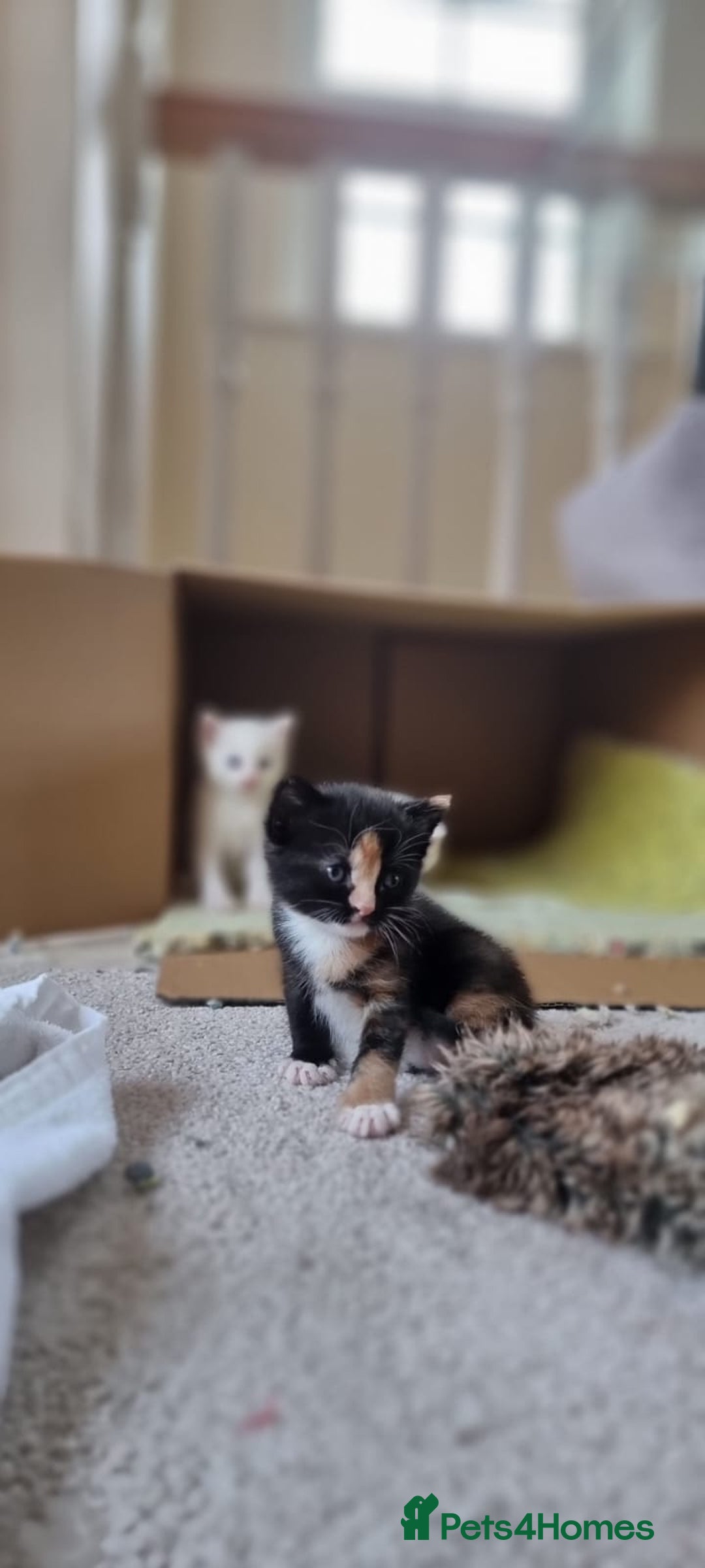 Turkish Angora cats for sale: Luxury Turkish Agora kittens for sale - Advert 9