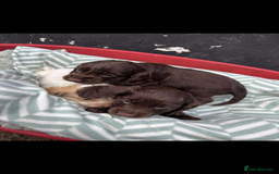 Sprocker dogs for sale: Beautiful Sprocker puppies for sale  - Image 10