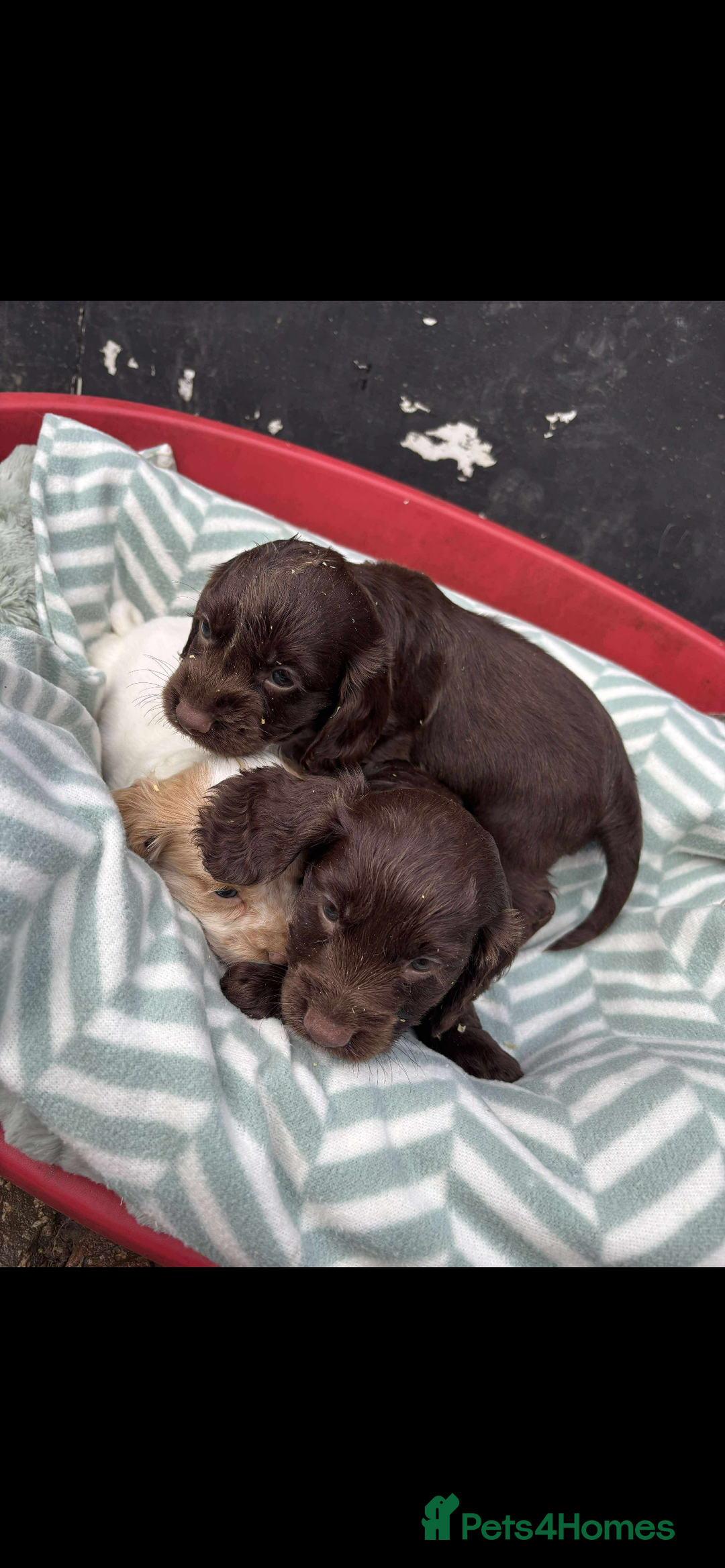 Sprocker dogs for sale: Beautiful Sprocker puppies for sale  - Image 10