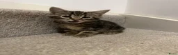 Mixed Breed cats for sale: 5 beautiful kittens, mix of black and tabby  - Advert 13