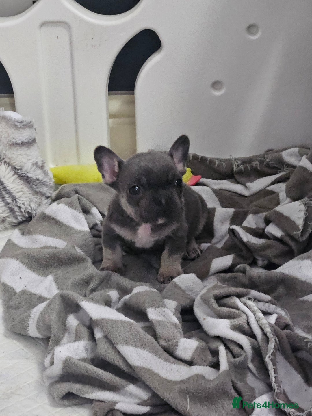 French Bulldog dogs for sale: French bulldog frenchie puppies  - Advert 8