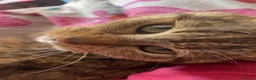 Mixed Breed cats for sale: Luna Cat - Advert 3