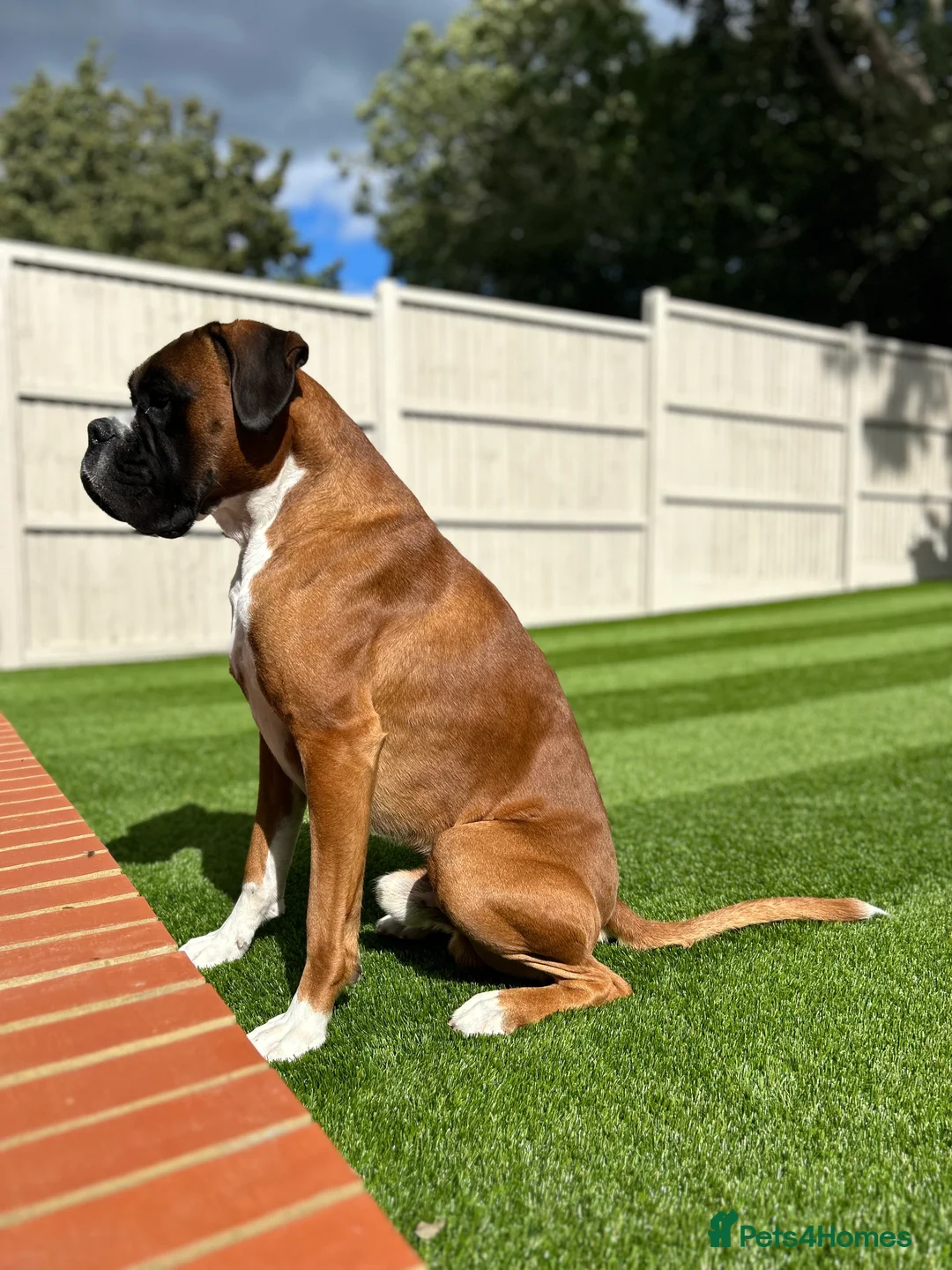 Boxer dogs for stud: PROVEN KC REGISTERED BOXER STUD - Red Flashy Male in London - Advert 21