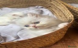 Persian cats for sale: Pure Persian baby's ready to lovely home   - Image 8