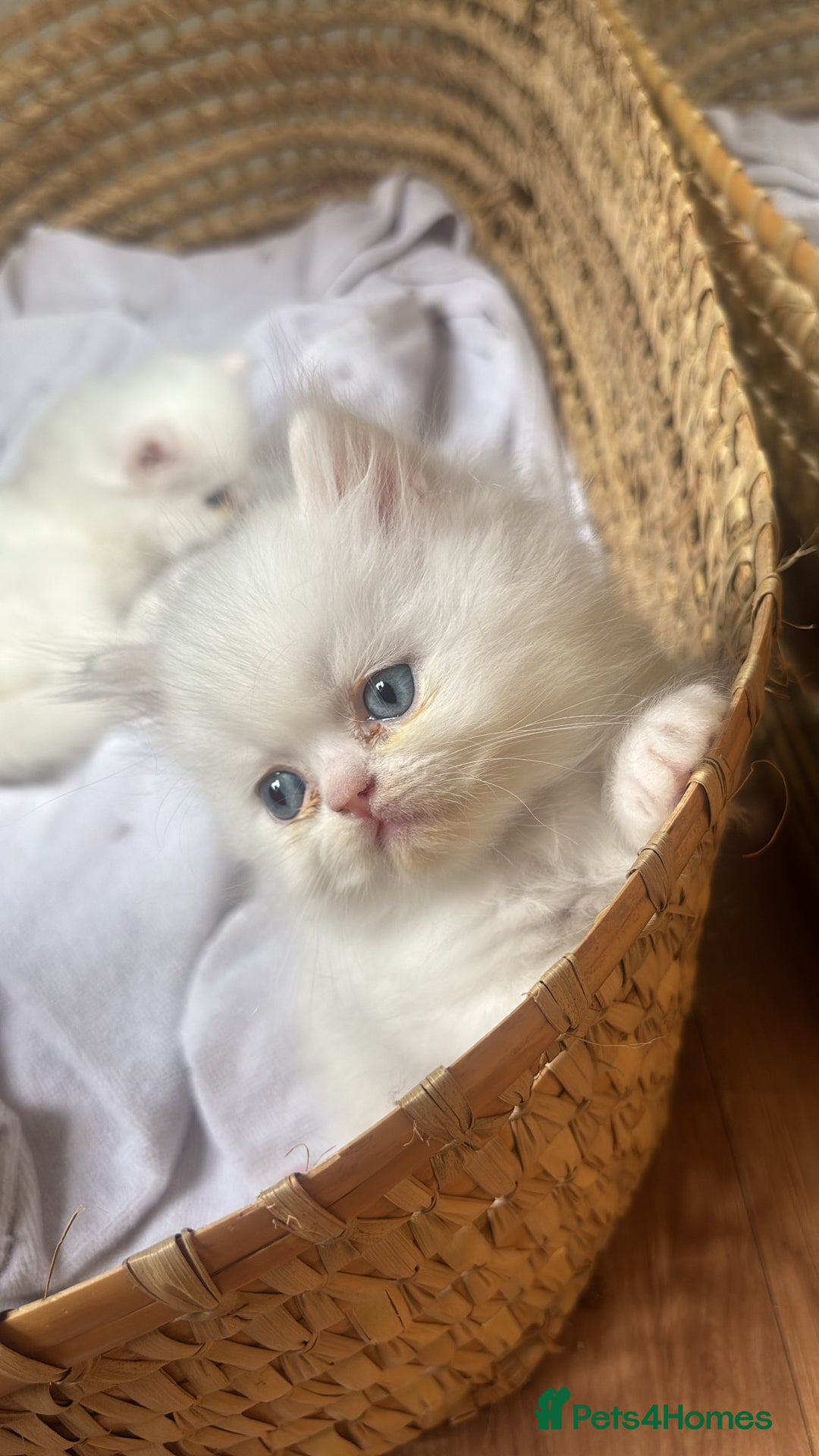 Persian cats for sale: Pure Persian baby's ready to lovely home   - Image 8
