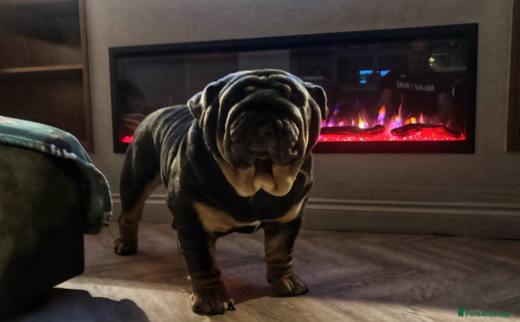 English Bulldog dogs REGGIE ( MAIN MAN KNUCKLES ) - Advert 10